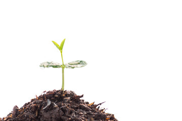 Sapling of a tree on a white background.