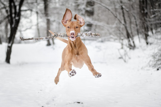 Vizsla in the snow