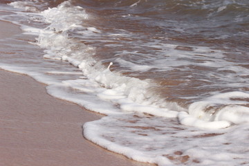 Молочная волна Красного моря