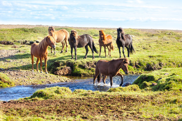 Naklejka na ściany i meble Horses in a green field of Iceland