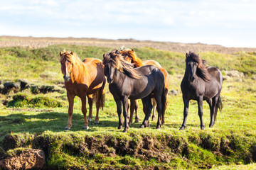 Obraz premium Horses in a green field of Iceland