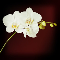 White orchid on black background with retro filter effect.