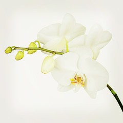 Three day old white orchid with retro filter effect.