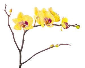 Blooming twig of yellow purple orchid isolated on white backgrou