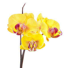 Blooming twig of yellow purple orchid isolated on white backgrou - obrazy, fototapety, plakaty