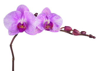 Very rare purple orchid isolated on white background.