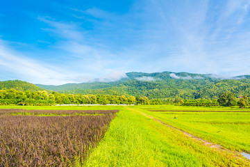 beauty sunny day on the rice field