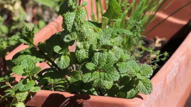 Mint