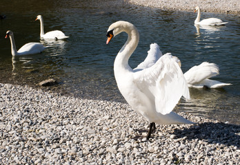 Höckerschwan