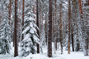 Fototapeta premium Snowy winter in a forest in Sweden