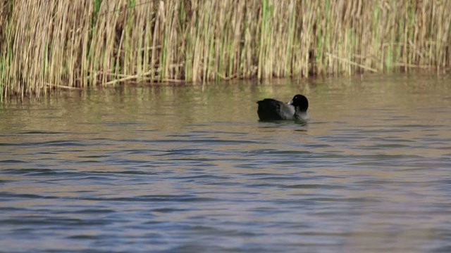 Papera sul pelo dell'acqua