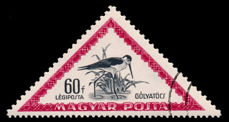 Stamp printed in Hungary shows black-winged stilt