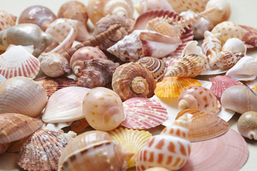 nice shells