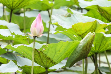 Pink Lotus