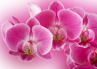 Orchid flowers border