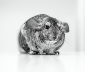 Chinchilla