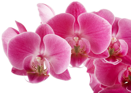 Fototapeta Pink streaked orchid flower, isolated