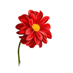 dahlia flower vector illustration  hand drawn  painted