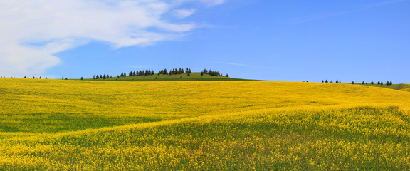 Rapeseed fields Panorama