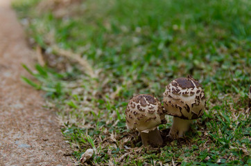 Walkway siding mushrooms