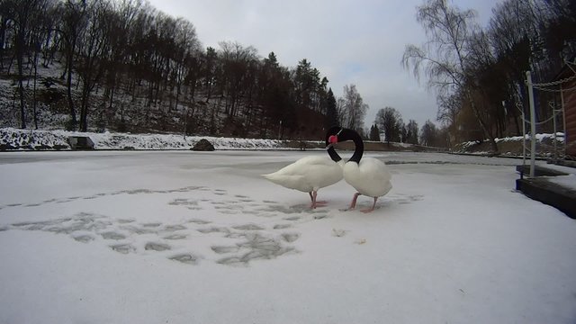 Two gorgeous swans on frozen lake covered with snow