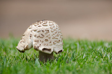 Backdropped mushroom