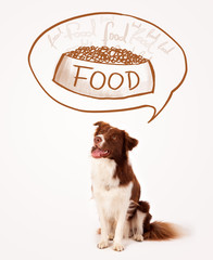 Cute border collie dreaming about food