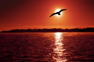 Fototapeta na wymiar Möwe, Meer und Sonnenuntergang