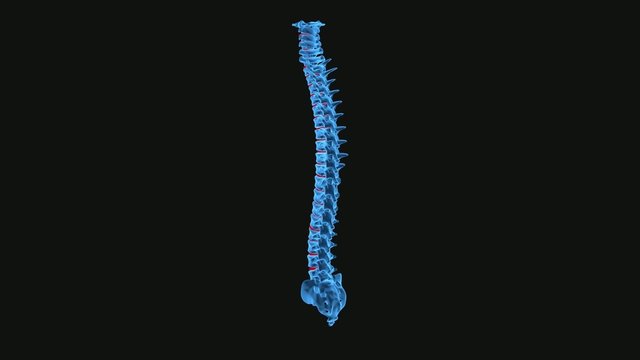 X-Ray human Vertebrae / Spine - 3D full rotation