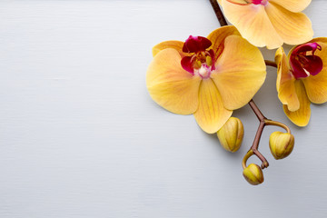 Obraz na płótnie Canvas Yellow orchid.