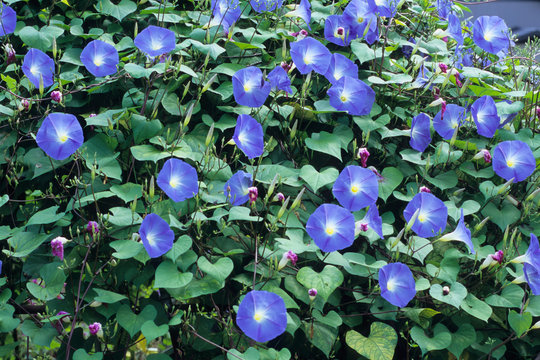 アサガオたち、Morning glory us,