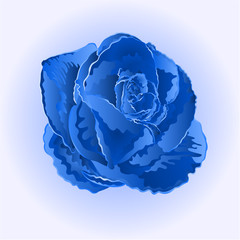 Obraz premium Flower blue rose vector