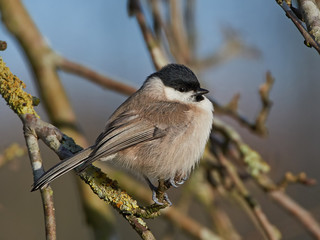 Obraz premium Marsh Tit (Poecile palustris)