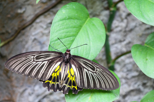 Golden Birdwing (Troides aeacus) Butterfly