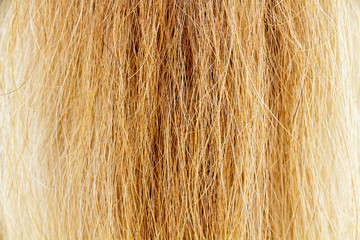 Horse fur tail