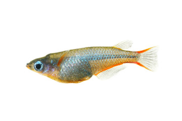 Daisy's Ricefish isolated on white background