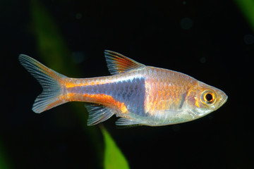 Obraz premium harlequin rasbora