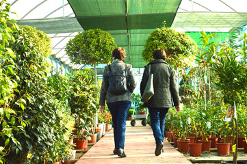 greenhouse