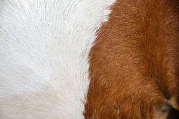 Horse skin