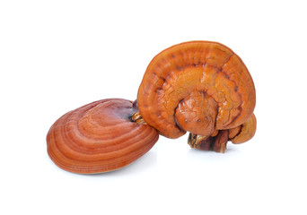 Lingzhi Mushroom Ganoderma Lucidum Isolated on white background