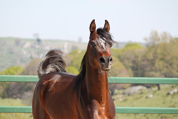 Cheval pur sang arabe, étalon bai
