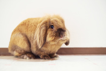 Cute small easter bunny with white background