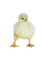 Cochin Chick