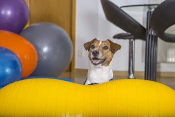 Jack Russel