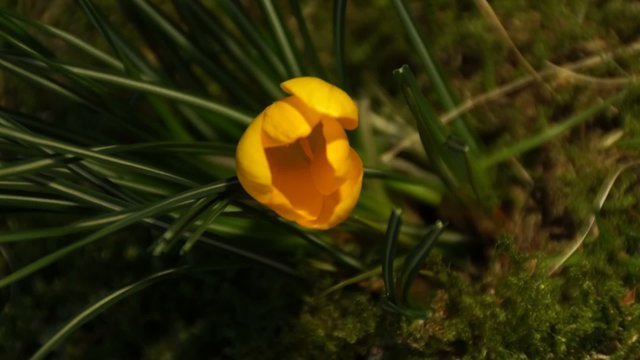 Krokus - gelb - aufbl&uuml;hend