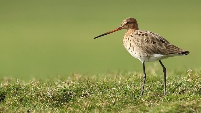 Godwit foraging on farmland