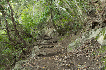 hikingpath in La Palma