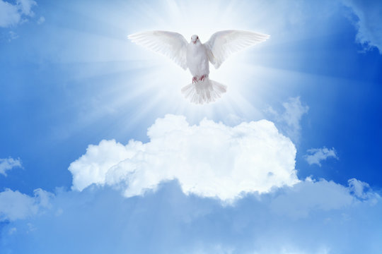 White dove flies in skies