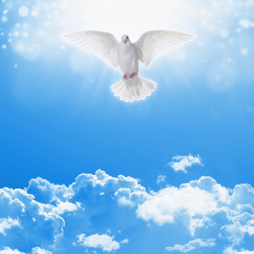 White dove in skies