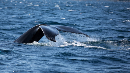 Humpback whale fluking its tail as it dives